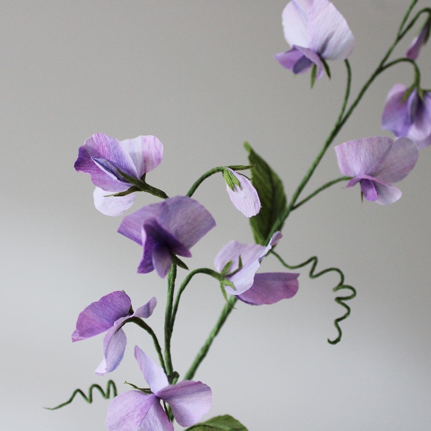 Pansy easy practice course on 28 January