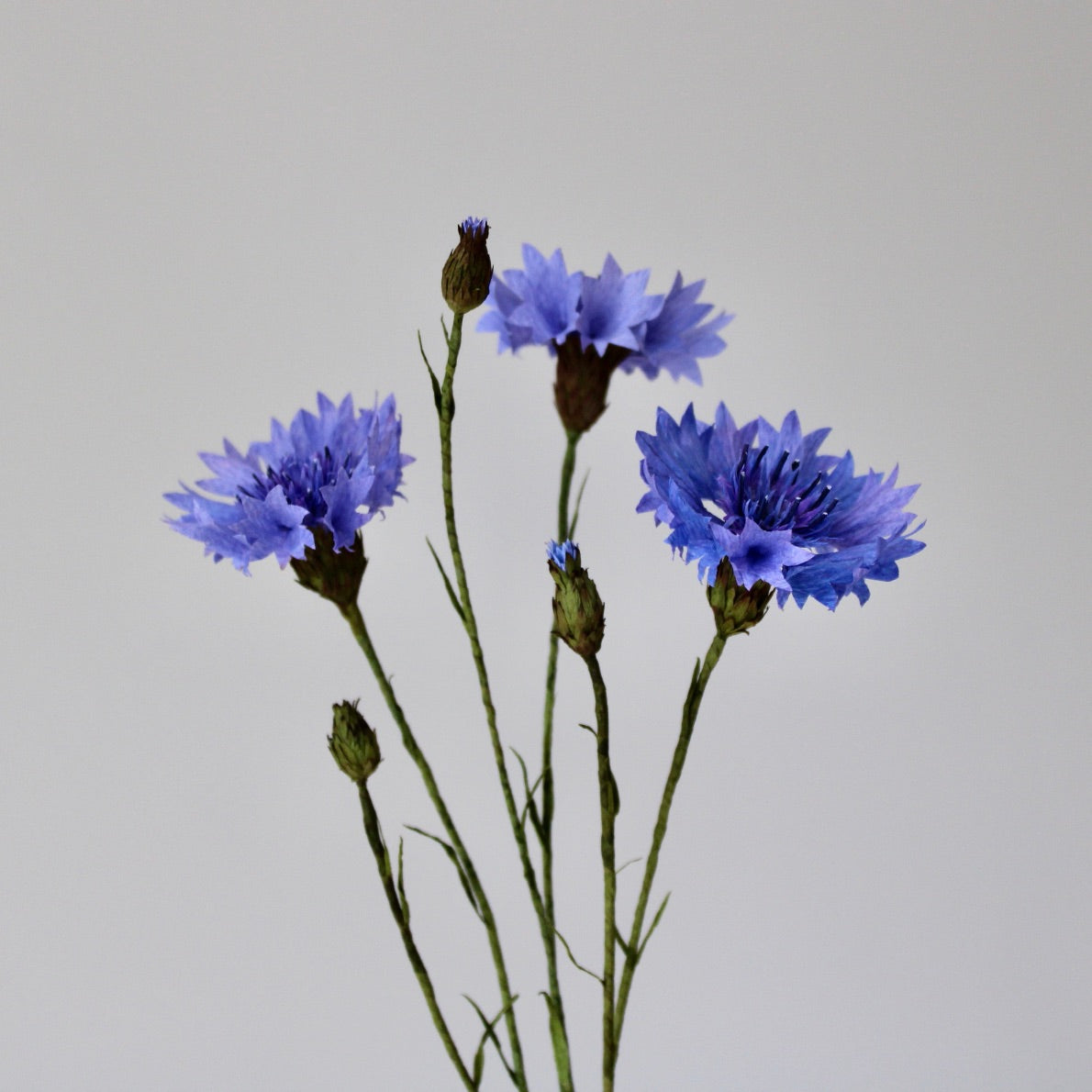 Paper Cornflower Tutorial