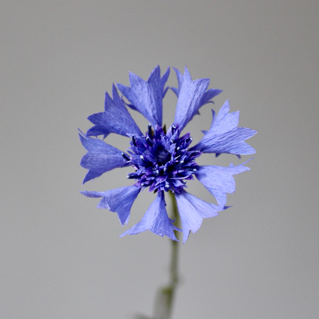 Paper Cornflower Tutorial