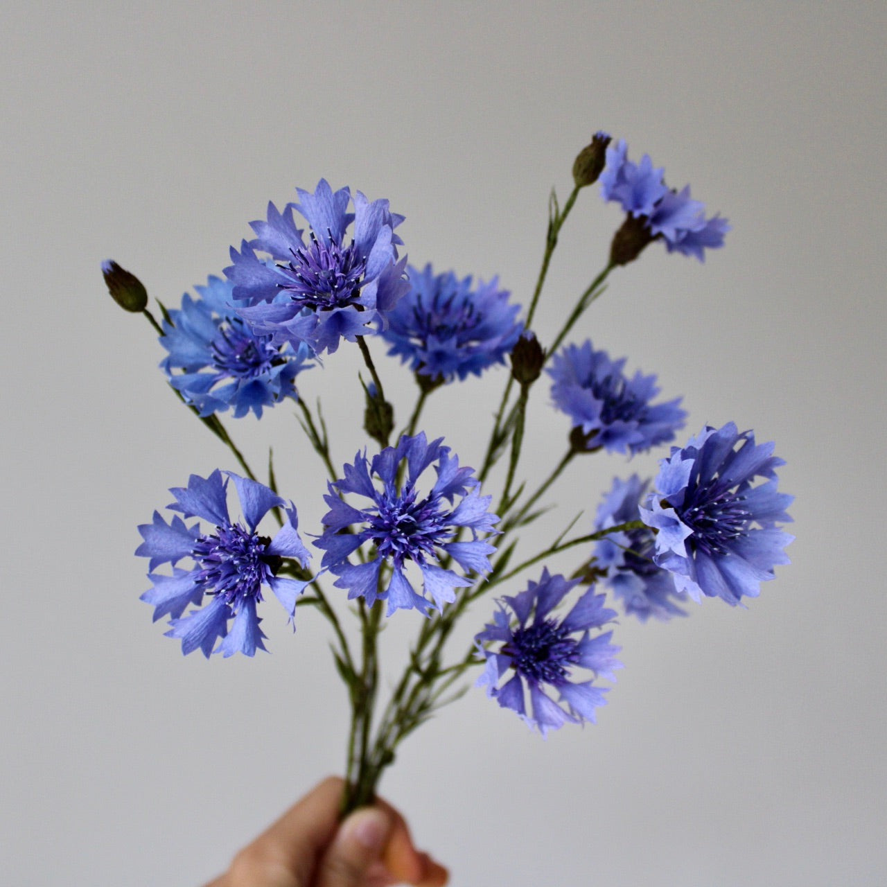 Paper Cornflower Tutorial
