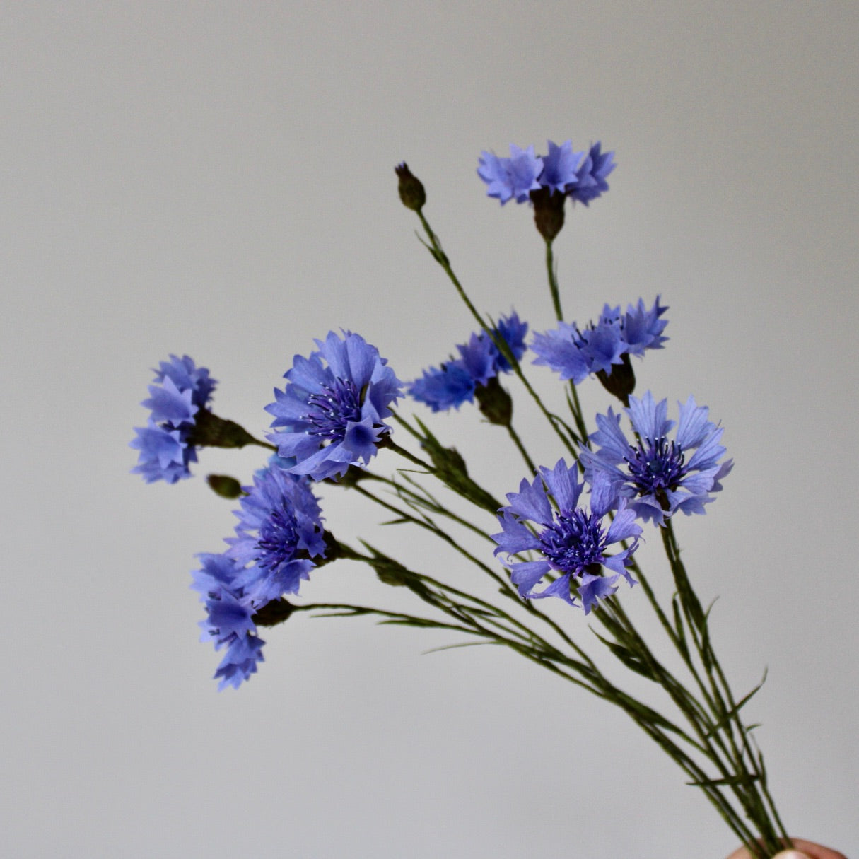 Paper Cornflower Tutorial