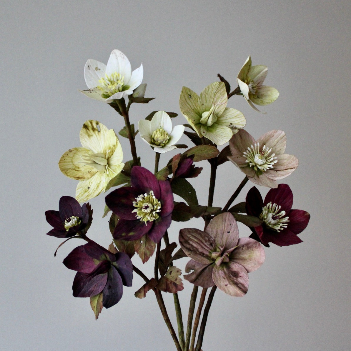 Paper Hellebore Tutorial