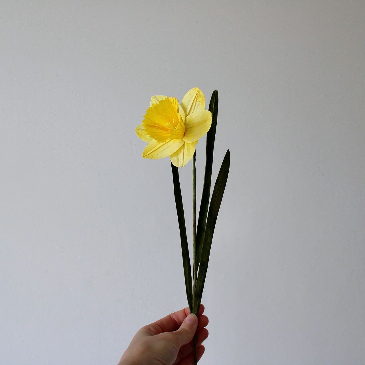 Daffodil Kit