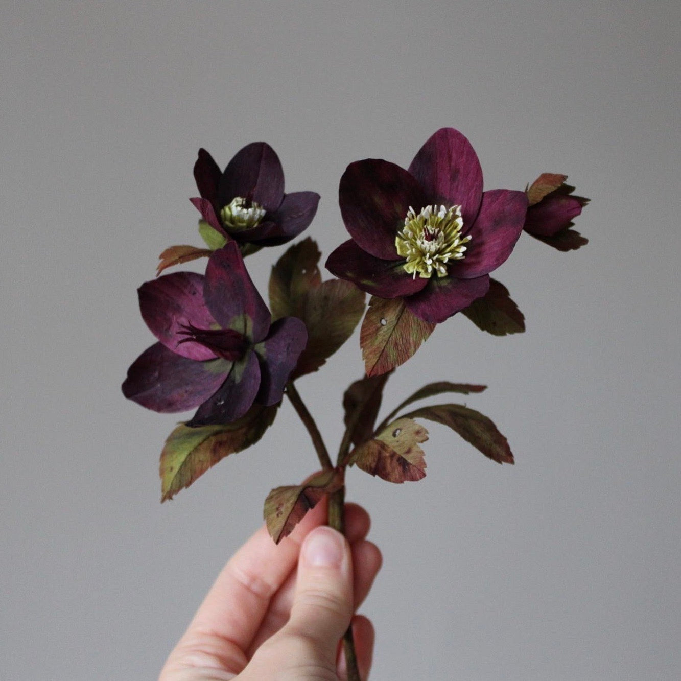 Helleborus opskrift - øvet