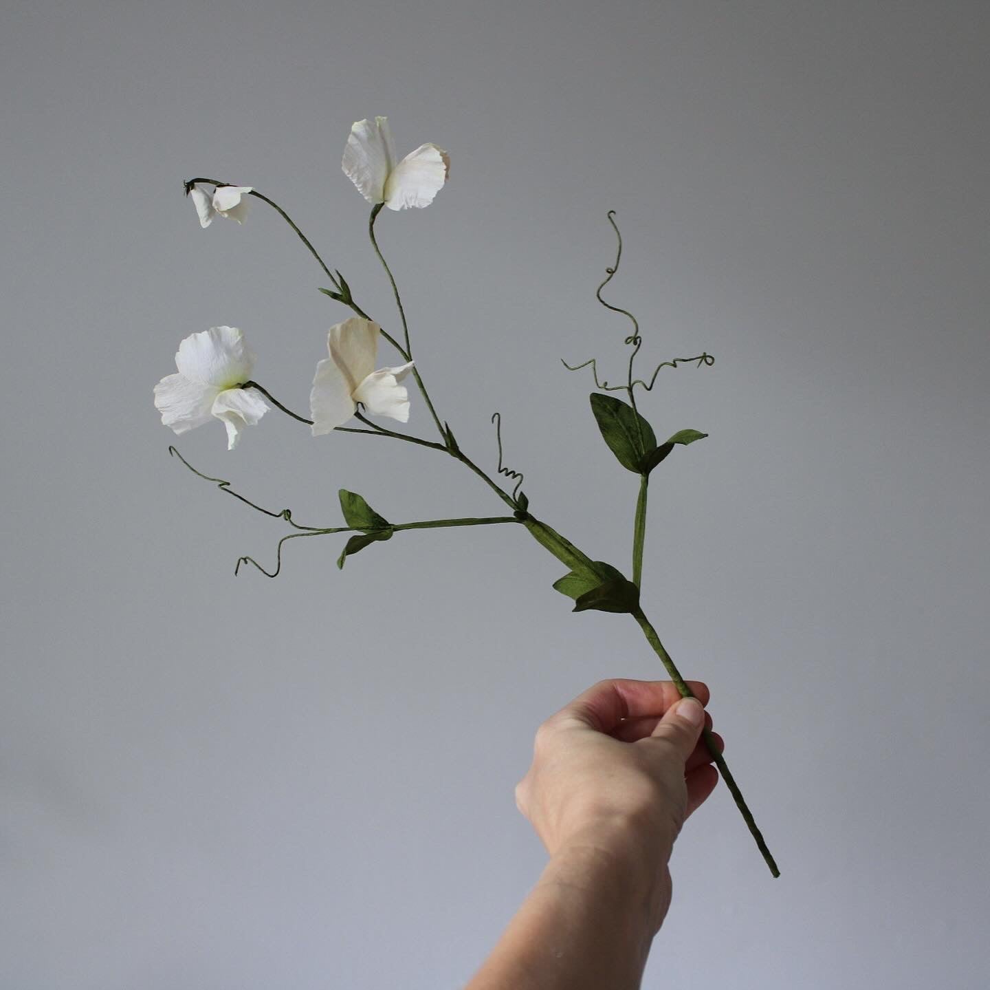 Ærteblomst let øvet kursus d. 18 april