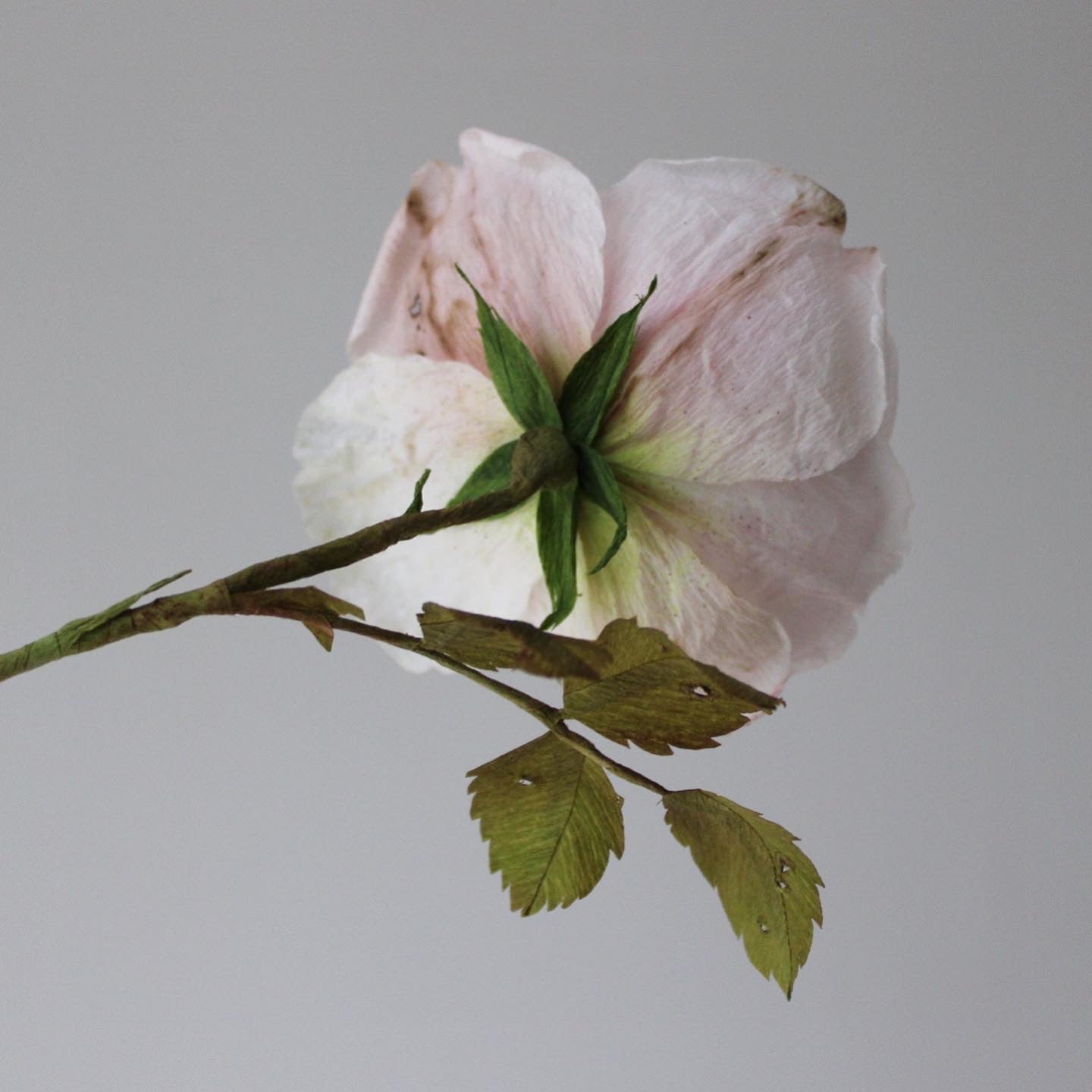 Engelsk rose øvet kursus d. 27 juni