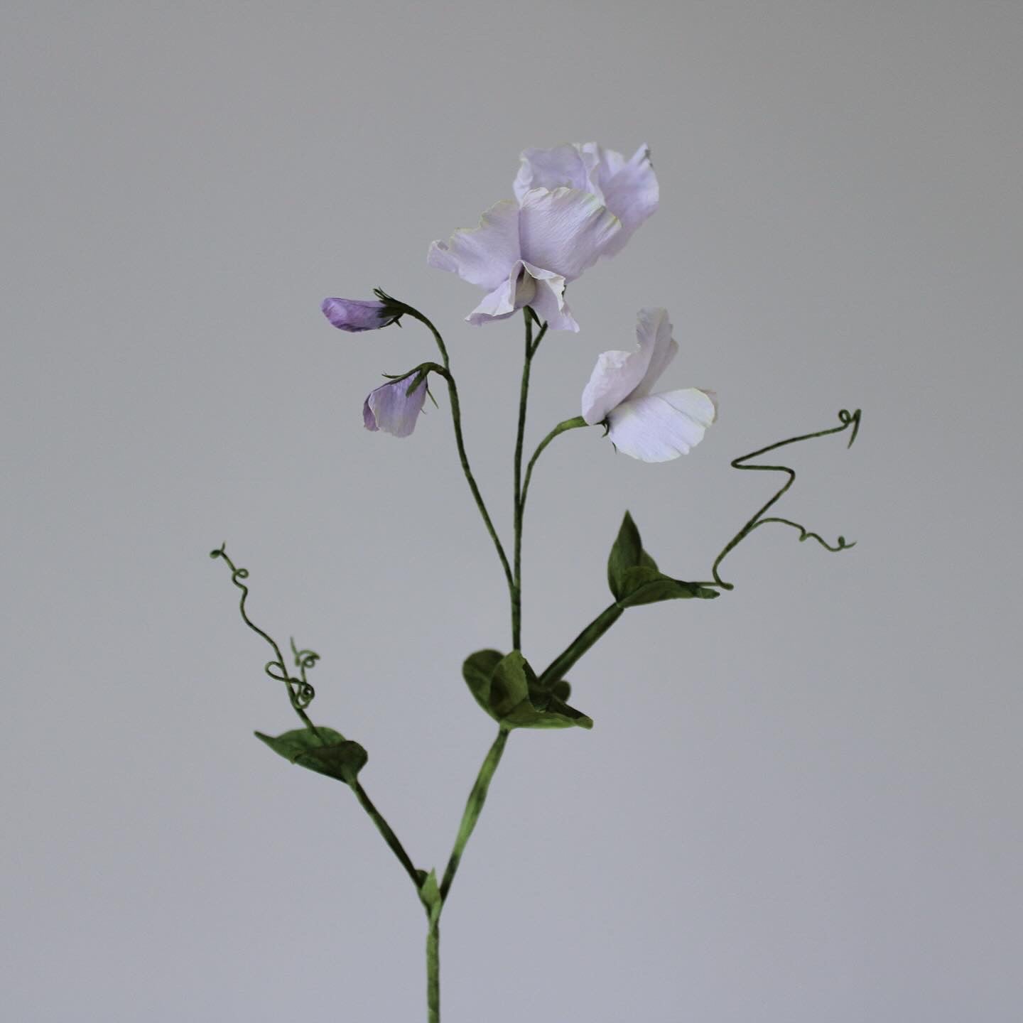 Ærteblomst let øvet kursus d. 18 april