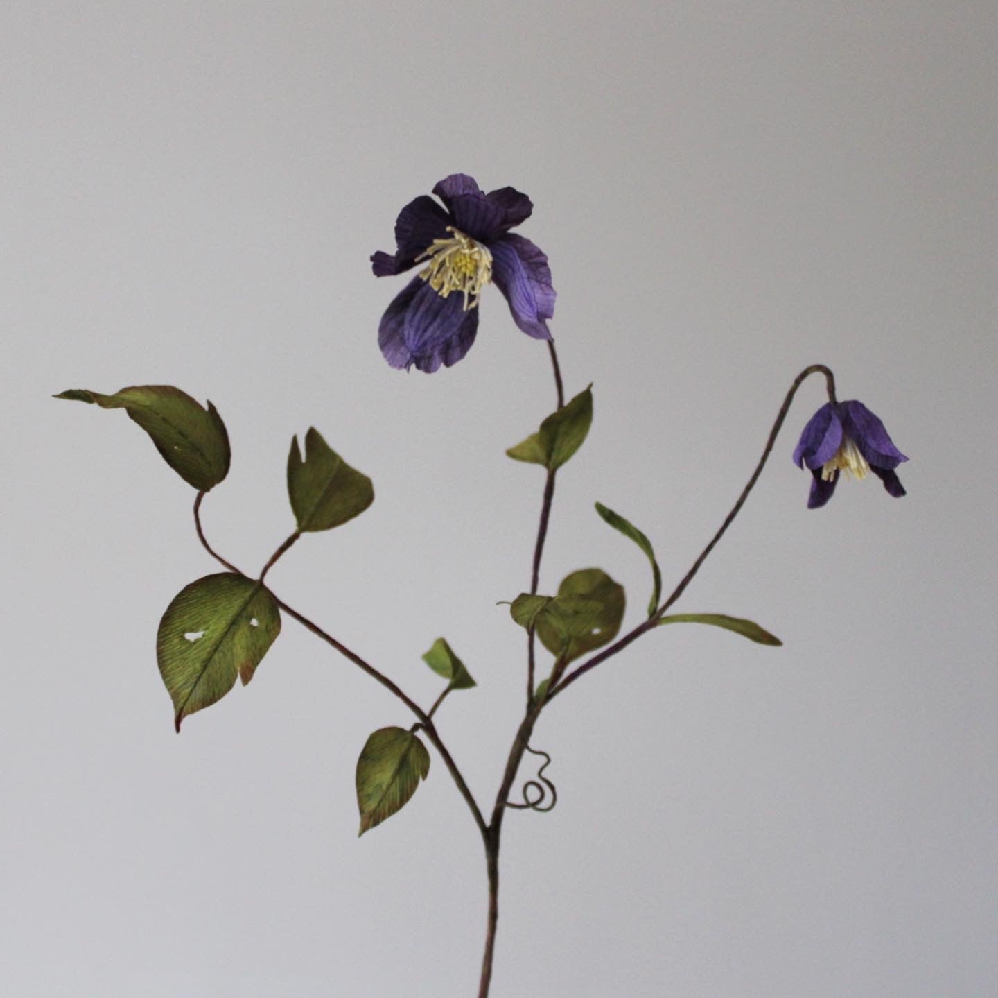 Klematis let øvet kursus d. 2 maj