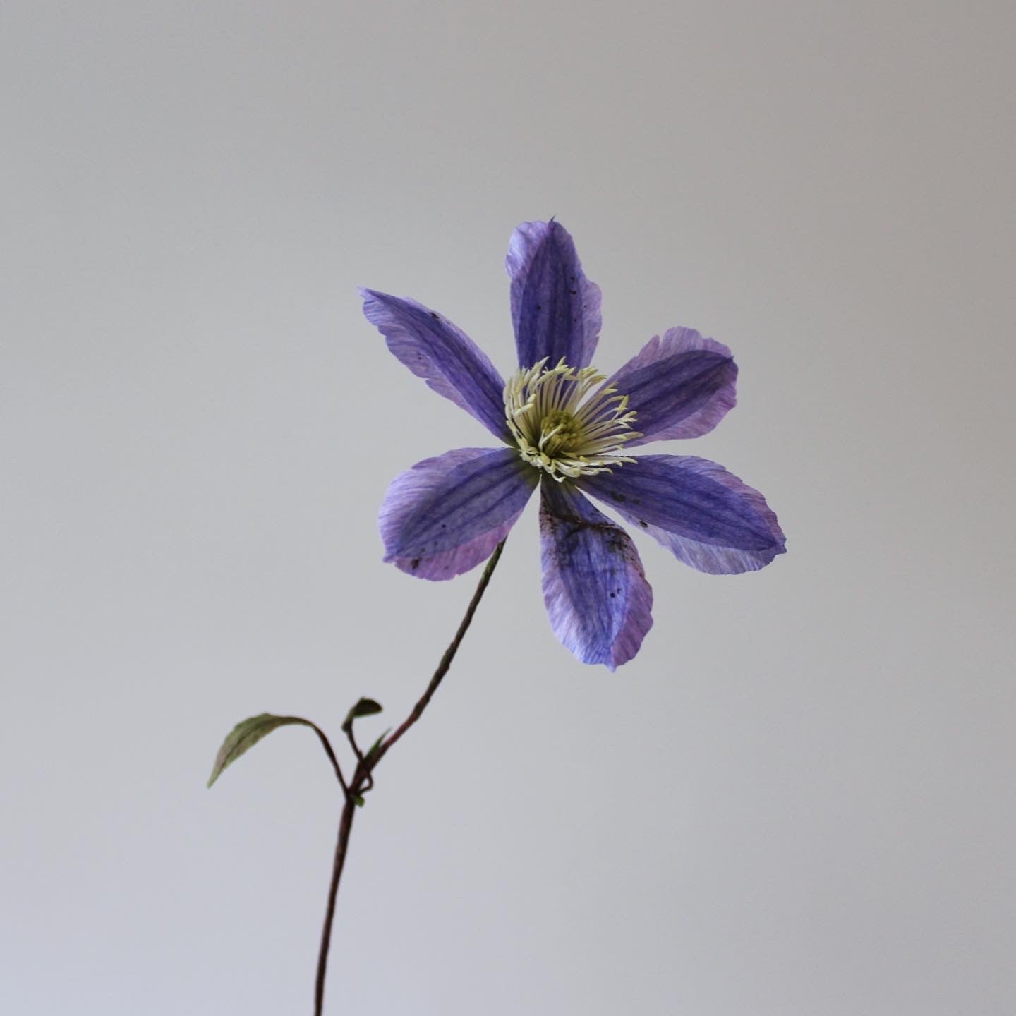 Klematis let øvet kursus d. 2 maj