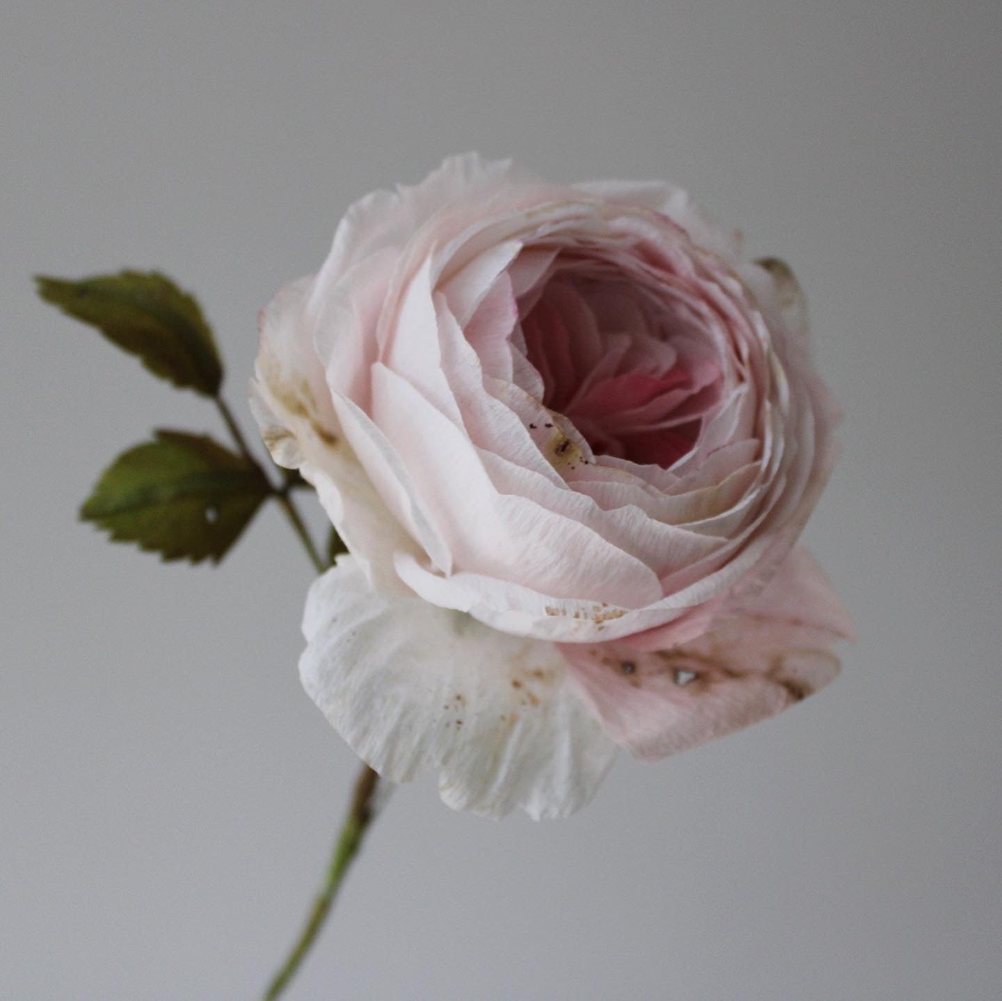 Engelsk rose øvet kursus d. 27 juni