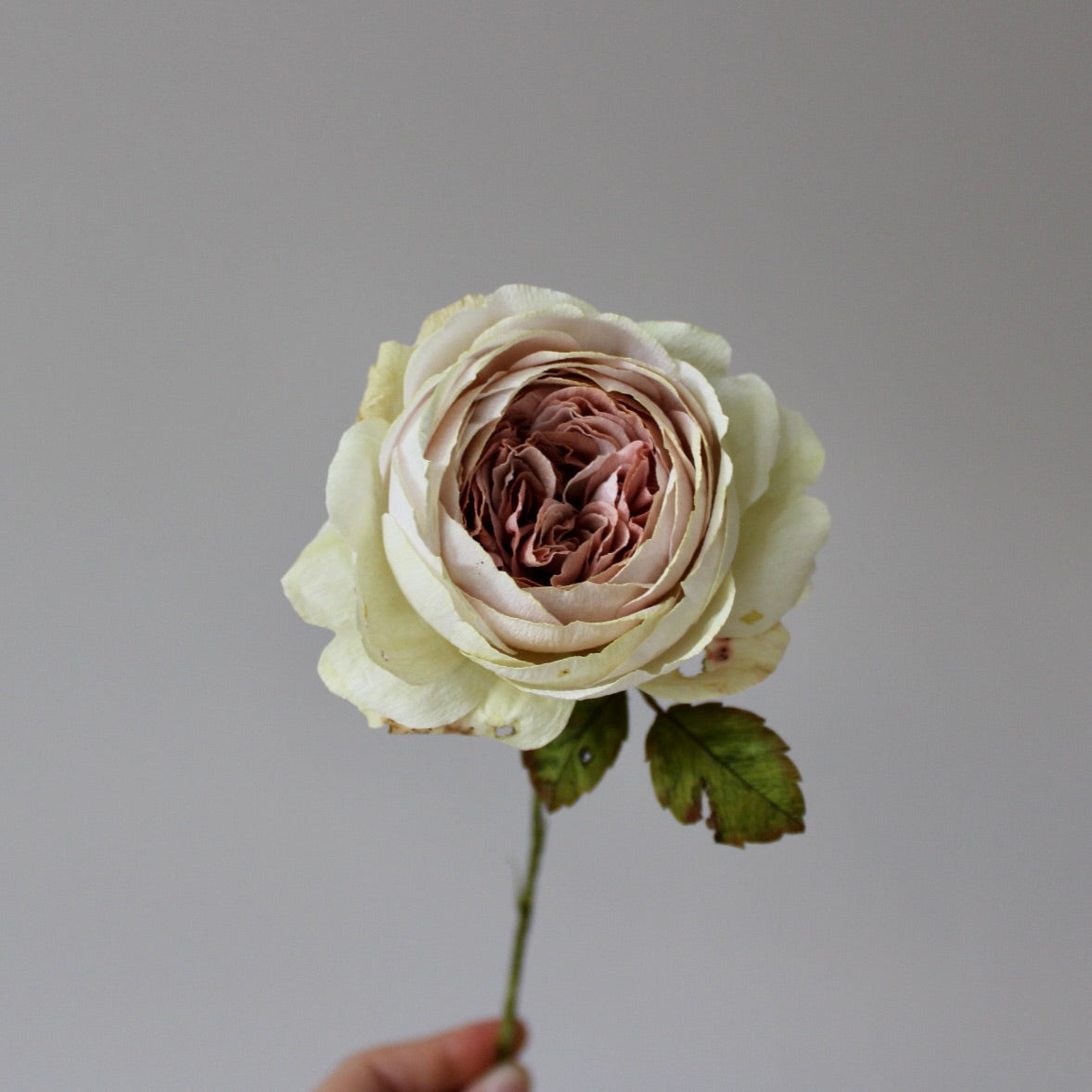 Engelsk rose øvet kursus d. 27 juni