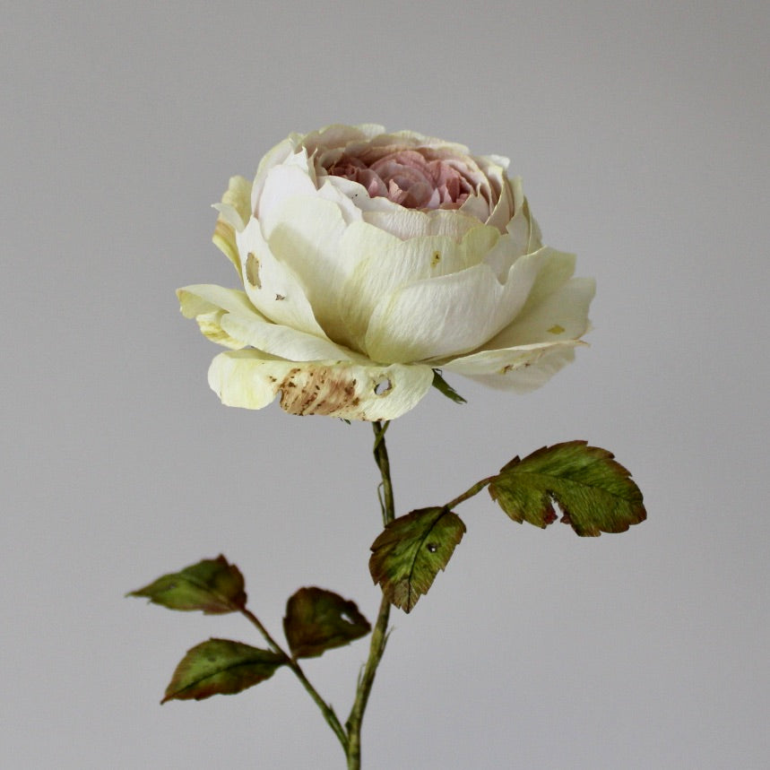 Engelsk rose øvet kursus d. 27 juni