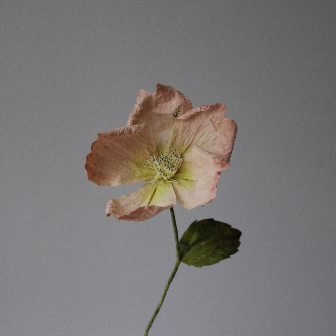 Farvning begynder kursus d. 26 april