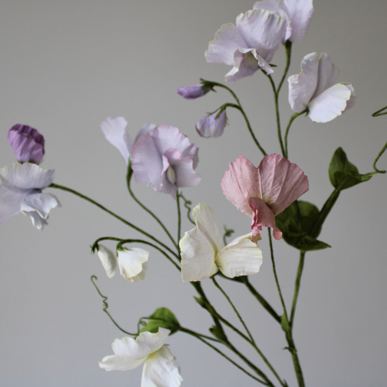 Ærteblomst let øvet kursus d. 18 april