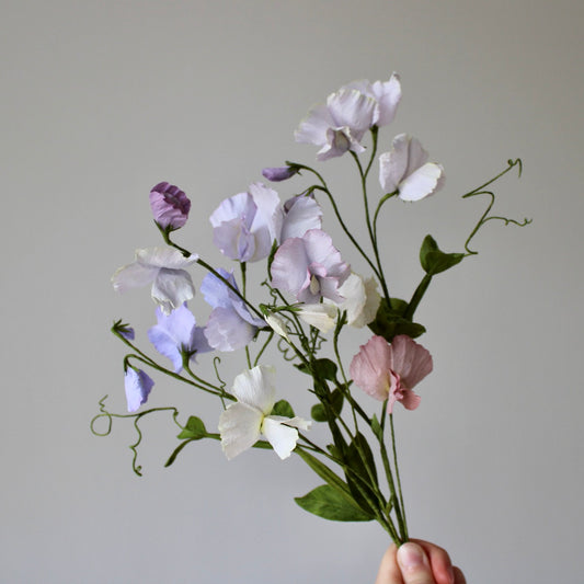 Pansy easy practice course on 28 January 