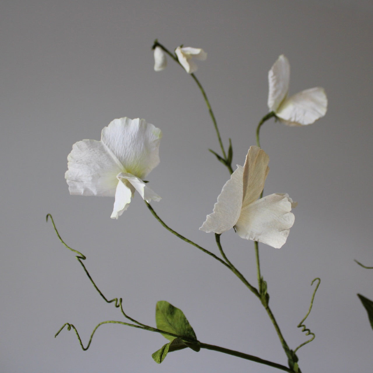 Ærteblomst let øvet kursus d. 18 april