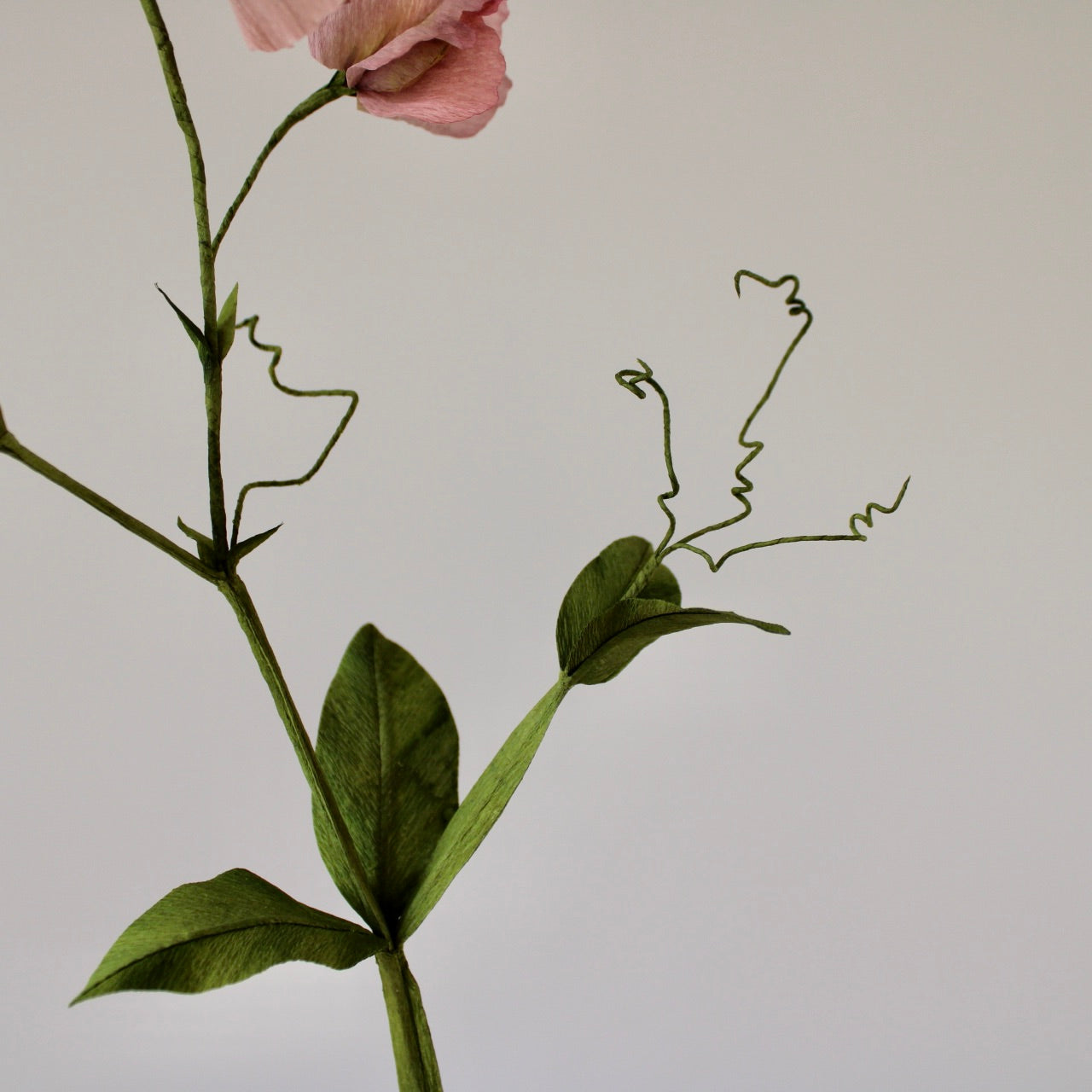 Ærteblomst let øvet kursus d. 18 april