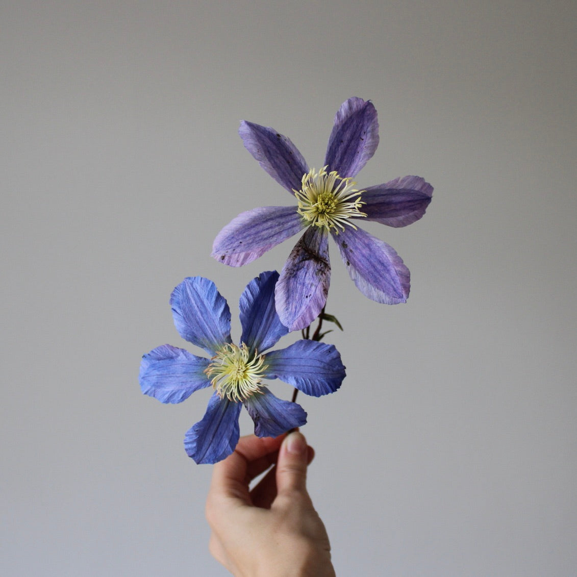 Klematis let øvet kursus d. 2 maj