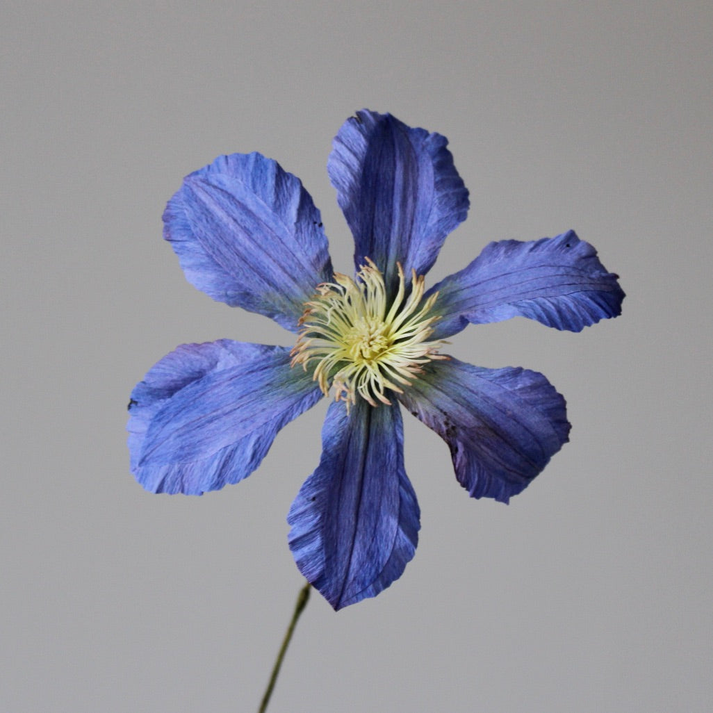 Klematis let øvet kursus d. 2 maj