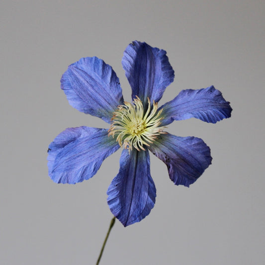 Pansy easy practice course on 28 January 