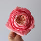 English Rose Tutorial