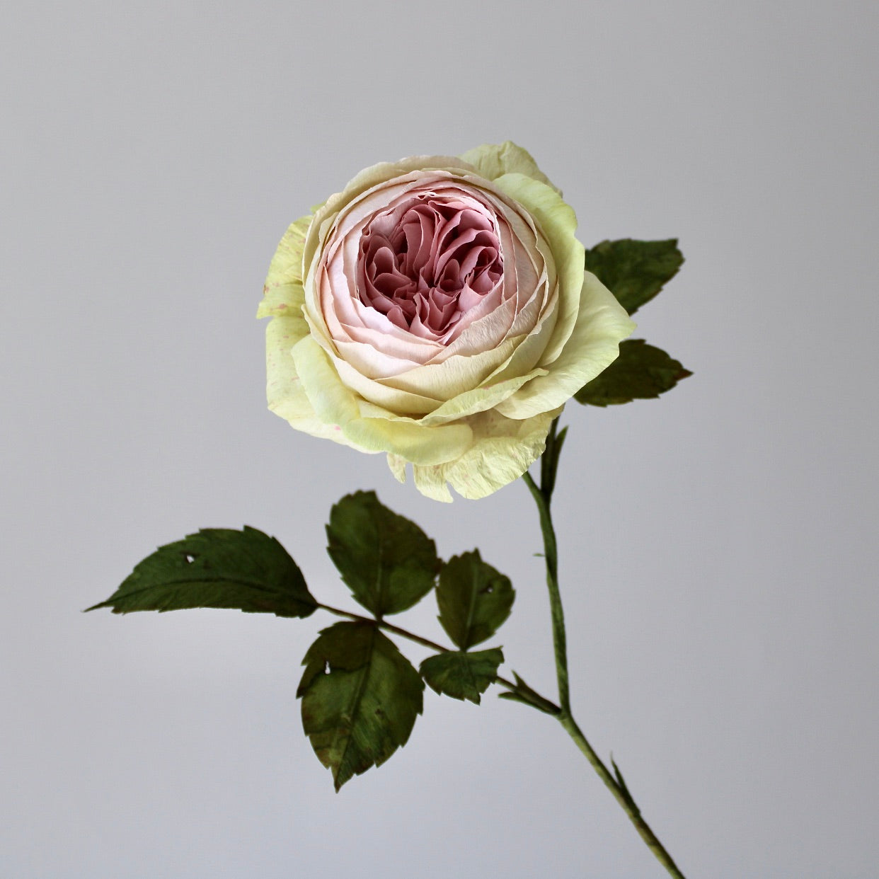 English Rose Tutorial