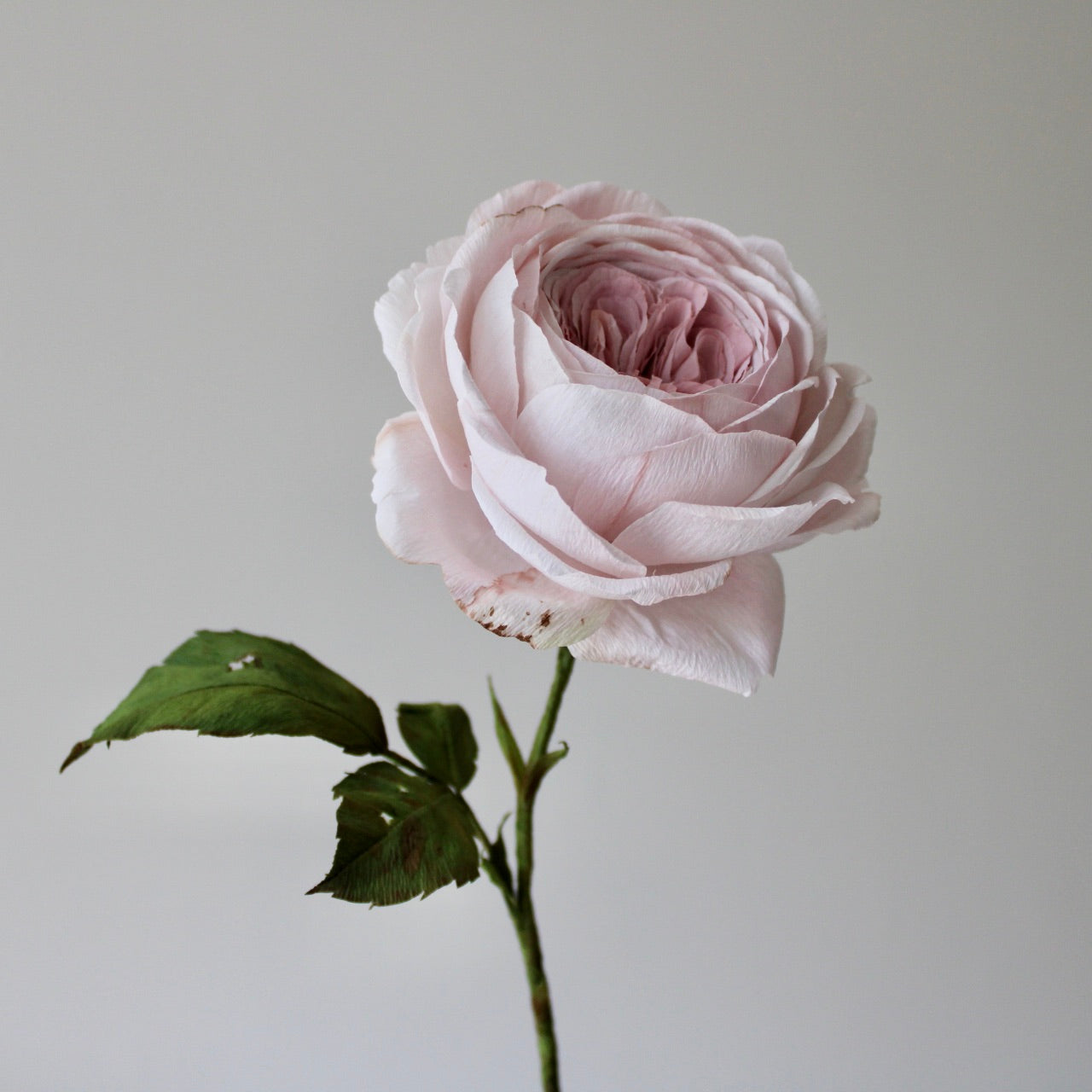 Engelsk rose øvet kursus d. 27 juni
