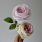 Engelsk rose øvet kursus d. 27 juni