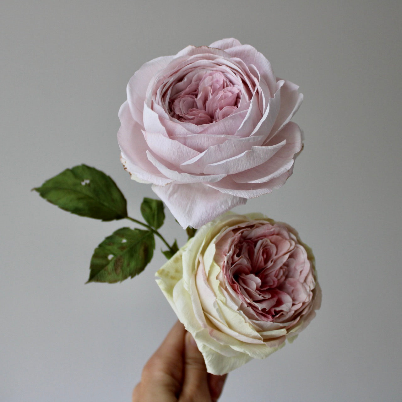 Engelsk rose øvet kursus d. 27 juni