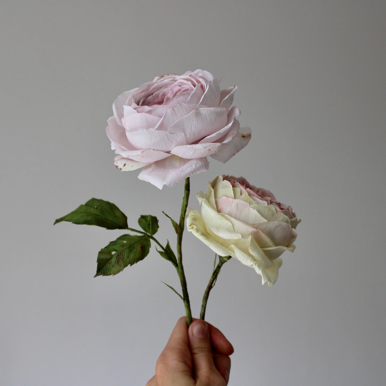 Engelsk rose øvet kursus d. 27 juni