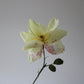 Rose begynder kursus d. 12 marts