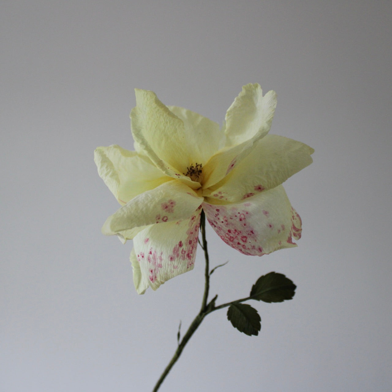 Rose begynder kursus d. 12 marts