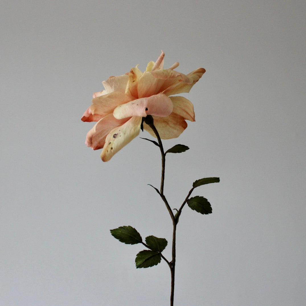 Rose begynder kursus d. 12 marts