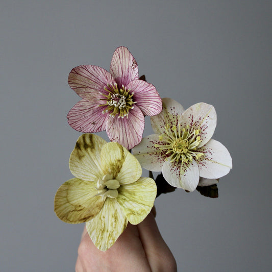 Paper Hellebore Tutorial