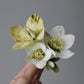 Helleborus opskrift - øvet