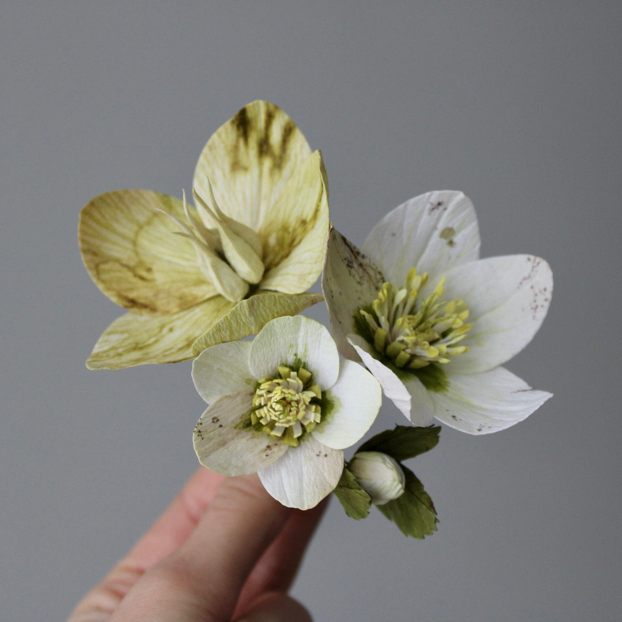 Helleborus opskrift - øvet