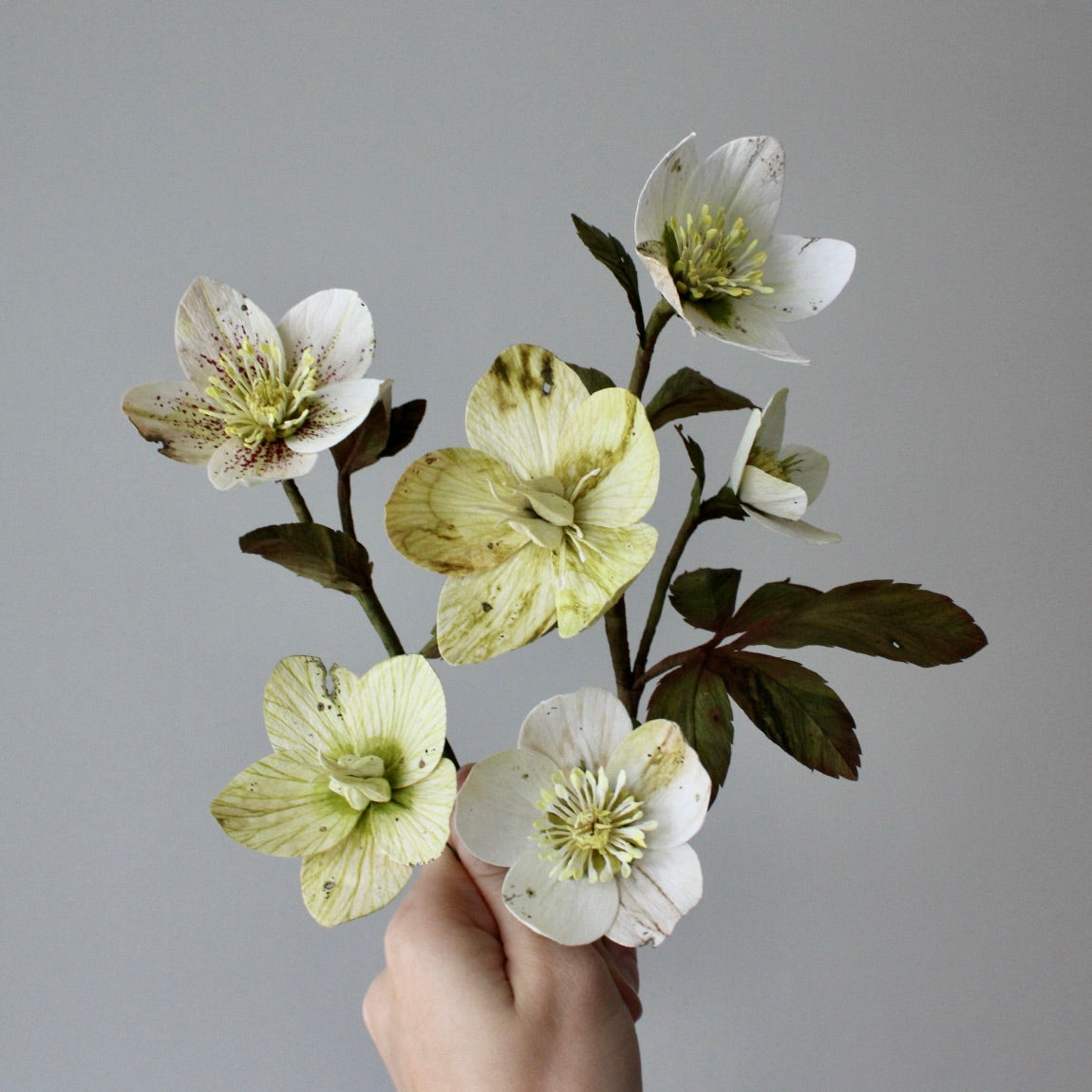 Helleborus opskrift - øvet