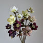 Helleborus opskrift - øvet