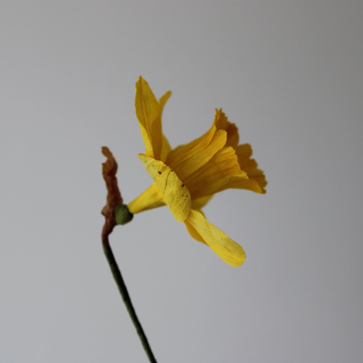 Paper Daffodil Tutorial