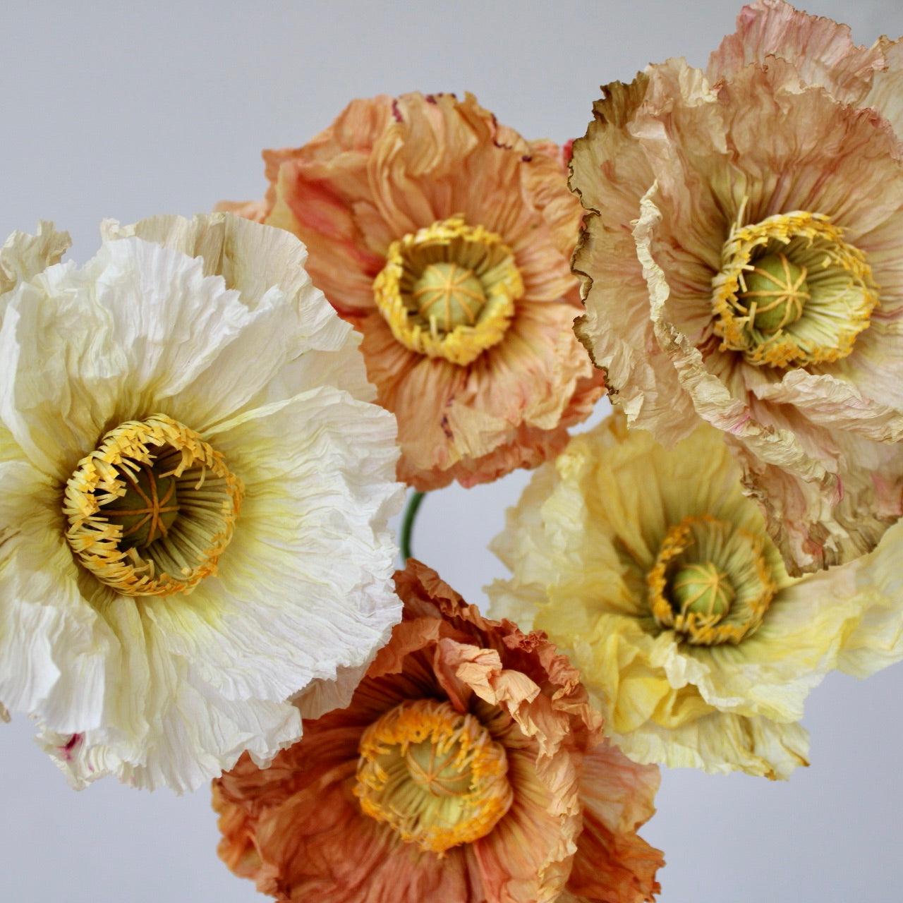 Poppy Kit