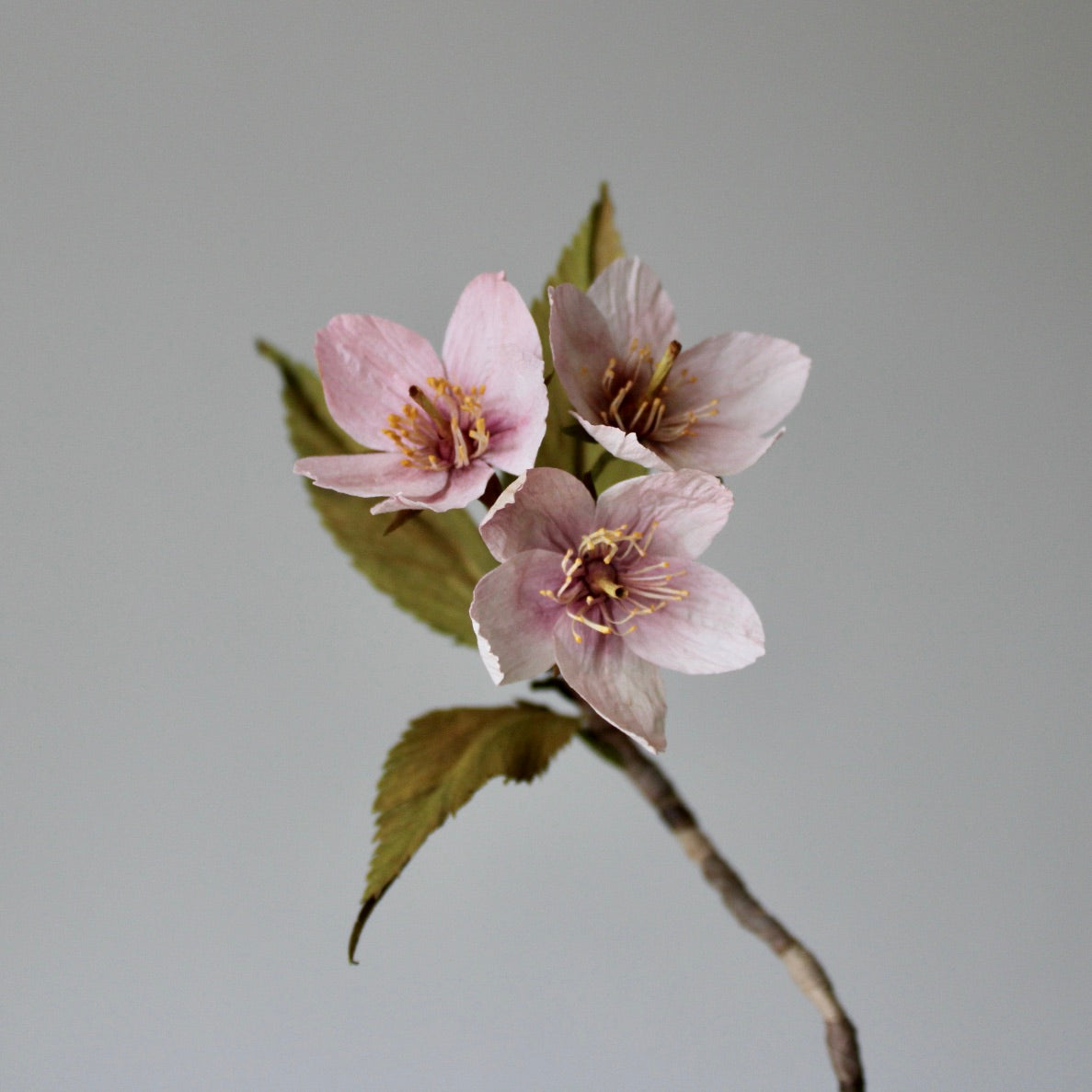 Paper Kanzan Cherry Blossom Tutorial