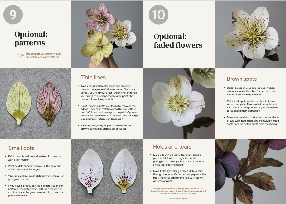 Helleborus opskrift - øvet