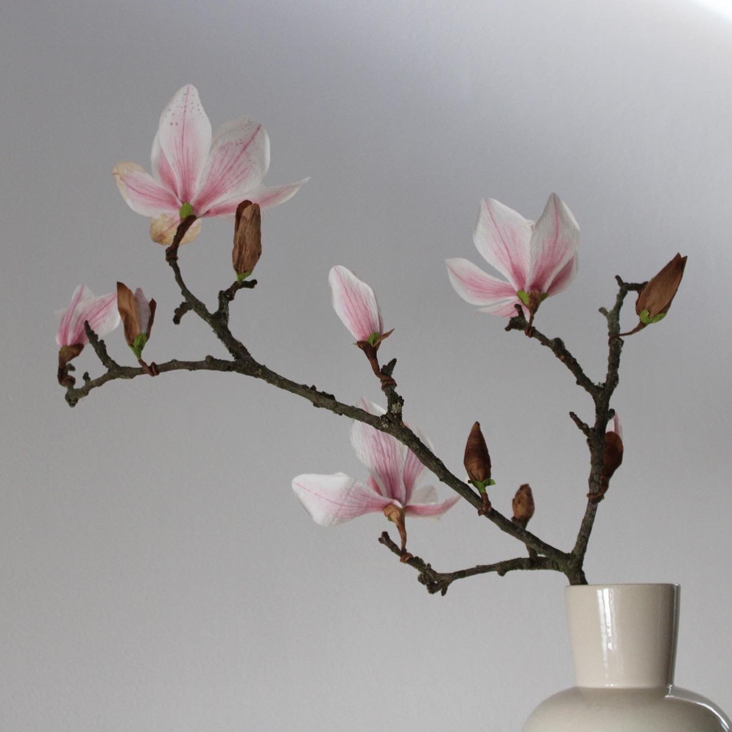 Stor papirmagnolie gren